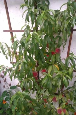 Pfirsich 'Red Haven' 23 Pfirsich 'Red Haven' -Angebote Blumen Takt Store pfirsich red haven m006722 669099 0