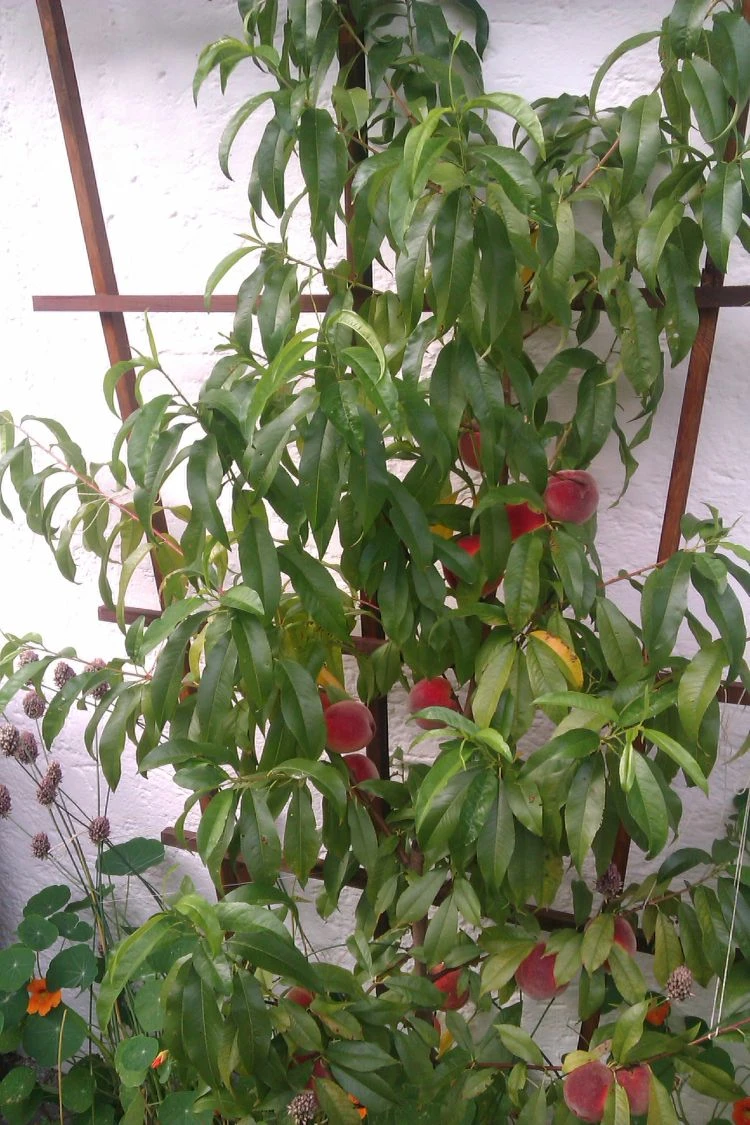 Pfirsich 'Red Haven' 13 Pfirsich 'Red Haven' – Bild 11