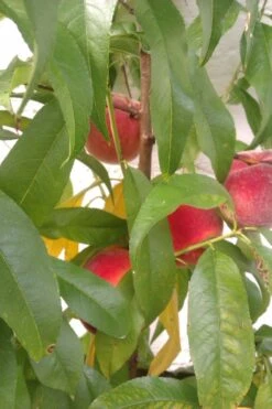 Pfirsich 'Red Haven' 22 Pfirsich 'Red Haven' -Angebote Blumen Takt Store pfirsich red haven m006722 669099 1