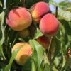 Pfirsich 'Red Haven'