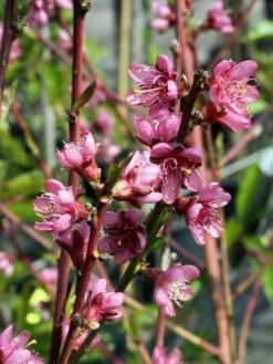 Pfirsich 'Red Haven' 18 Pfirsich 'Red Haven' -Angebote Blumen Takt Store pfirsich red haven m006722 w 0