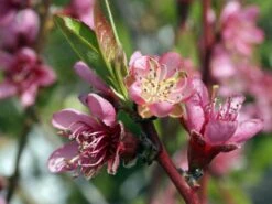 Pfirsich 'Red Haven' 20 Pfirsich 'Red Haven' -Angebote Blumen Takt Store pfirsich red haven m006722 w 1