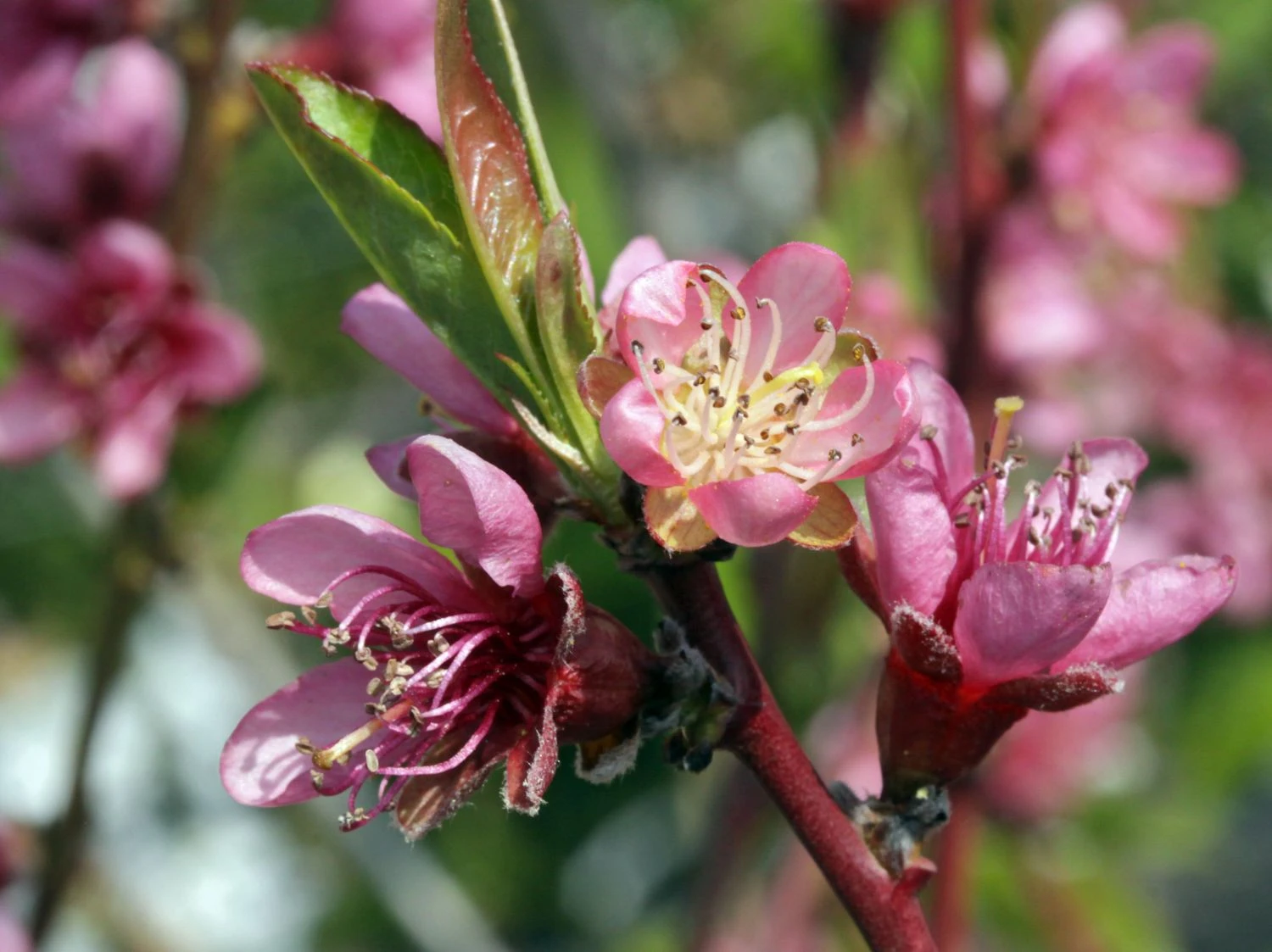 Pfirsich 'Red Haven' 10 Pfirsich 'Red Haven' – Bild 8