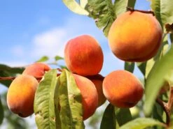 Pfirsich 'Red Haven' 21 Pfirsich 'Red Haven' -Angebote Blumen Takt Store pfirsich red haven m006722 w 3