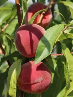 Pfirsich 'Red Haven' 16 Pfirsich 'Red Haven' -Angebote Blumen Takt Store pfirsich red haven m006722 w 5