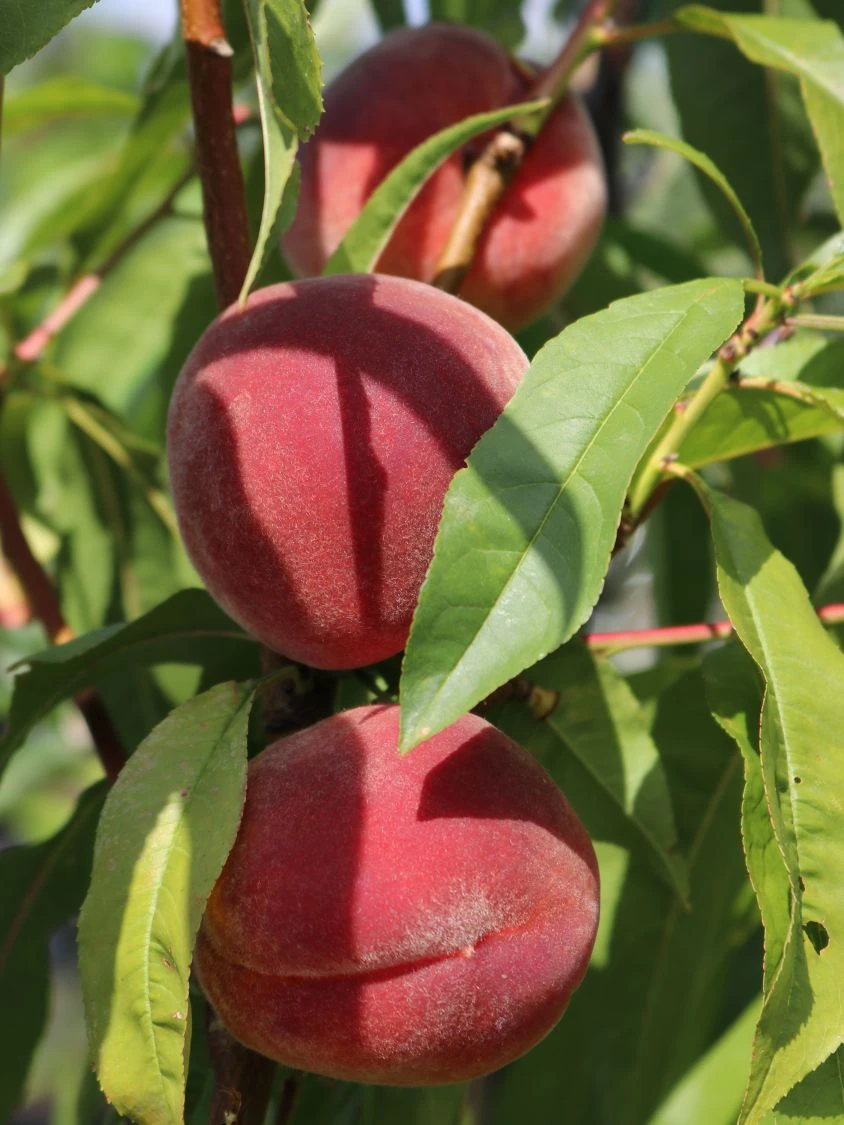 Pfirsich 'Red Haven' 6 Pfirsich 'Red Haven' – Bild 4