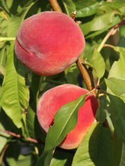 Pfirsich 'Red Haven' 19 Pfirsich 'Red Haven' -Angebote Blumen Takt Store pfirsich red haven m006722 w 6