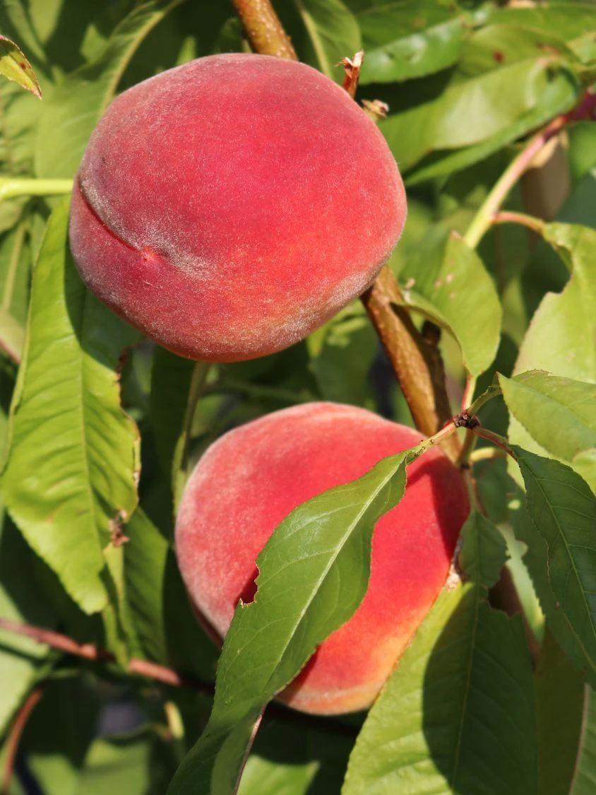 Pfirsich 'Red Haven' 9 Pfirsich 'Red Haven' – Bild 7