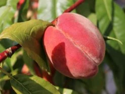 Pfirsich 'Red Haven' 15 Pfirsich 'Red Haven' -Angebote Blumen Takt Store pfirsich red haven m006722 w 7