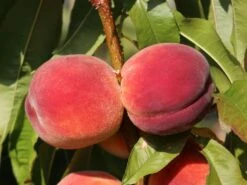 Pfirsich 'Red Haven' 17 Pfirsich 'Red Haven' -Angebote Blumen Takt Store pfirsich red haven m006722 w 8