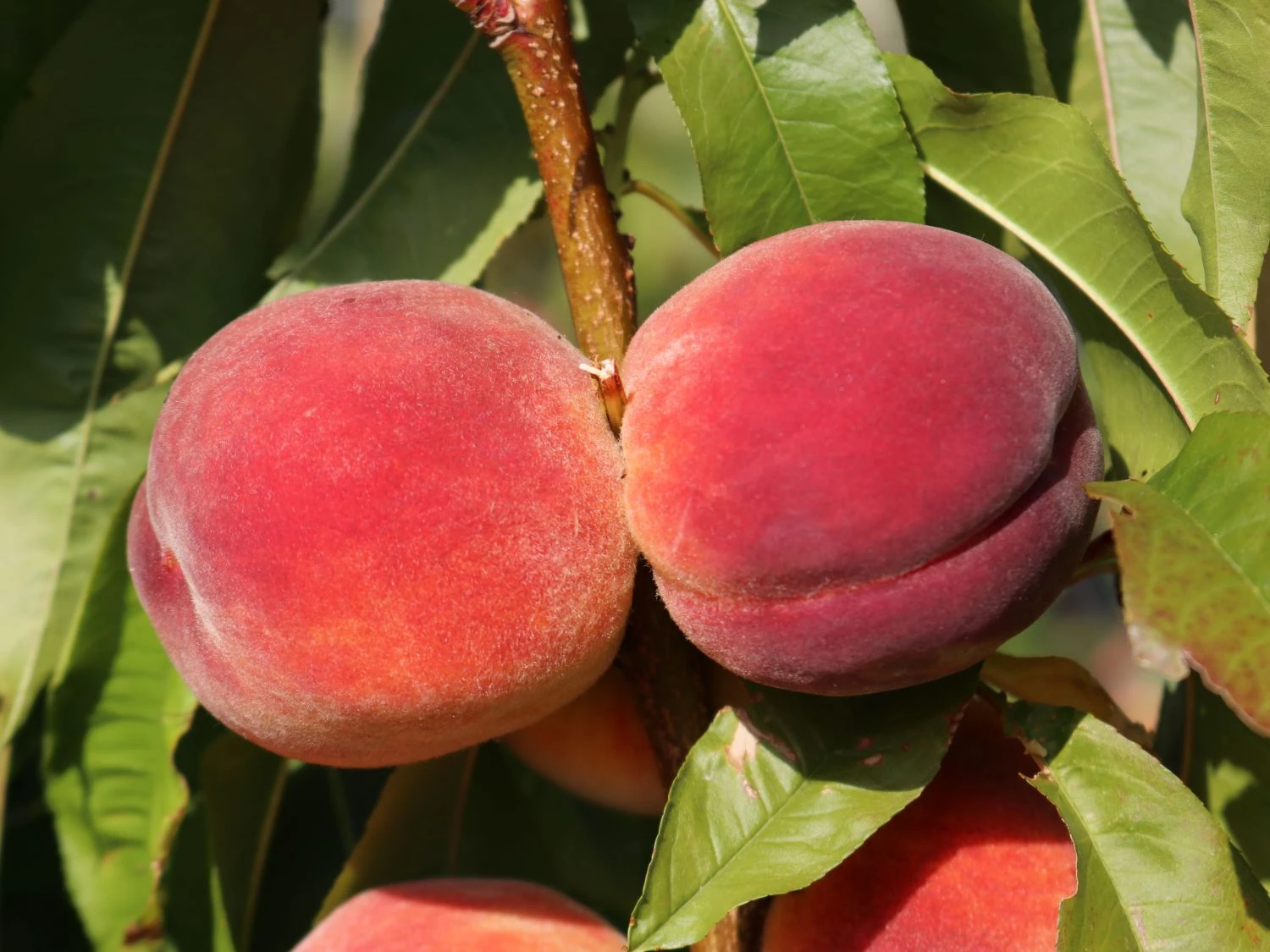 Pfirsich 'Red Haven' 7 Pfirsich 'Red Haven' – Bild 5