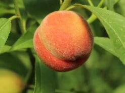 Pfirsich 'Rekord Von Alfter' -Angebote Blumen Takt Store pfirsich rekord von alfter m102667 w 0