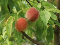 Pfirsich 'Rekord Von Alfter' -Angebote Blumen Takt Store pfirsich rekord von alfter m102667 w 1