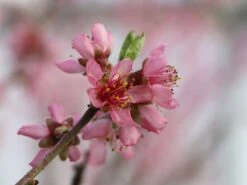 Pfirsich 'Rekord Von Alfter' -Angebote Blumen Takt Store pfirsich rekord von alfter m102667 w 2