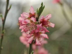 Pfirsich 'Rekord Von Alfter' -Angebote Blumen Takt Store pfirsich rekord von alfter m102667 w 3