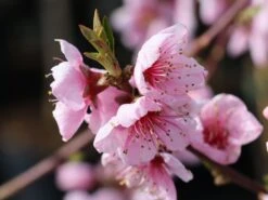 Pfirsich 'Rekord Von Alfter' -Angebote Blumen Takt Store pfirsich rekord von alfter m102667 w 4