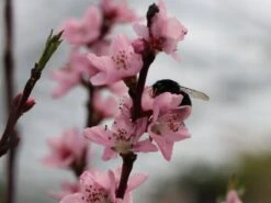 Pfirsich 'Roter Weinbergpfirsich' -Angebote Blumen Takt Store pfirsich roter weinbergpfirsich m102668 w 1