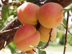 Pfirsich 'South Haven'