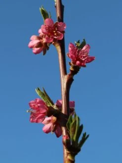 Pfirsich 'South Haven' -Angebote Blumen Takt Store pfirsich south haven m006726 w 0