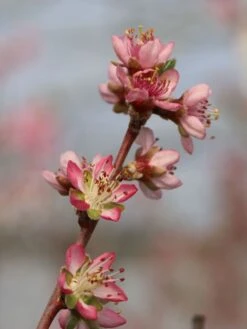 Pfirsich 'South Haven' -Angebote Blumen Takt Store pfirsich south haven m006726 w 2