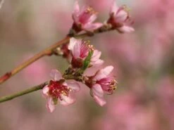 Pfirsich 'South Haven' -Angebote Blumen Takt Store pfirsich south haven m006726 w 3