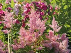 Prachtspiere 'Younique Silver Pink' ® 13 Prachtspiere 'Younique Silver Pink' ® -Angebote Blumen Takt Store prachtspiere younique silver pink m063625 w 0