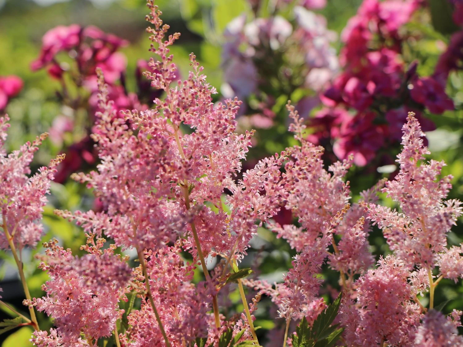 Prachtspiere 'Younique Silver Pink' ® 8 Prachtspiere 'Younique Silver Pink' ® – Bild 6