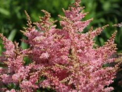 Prachtspiere 'Younique Silver Pink' ® 17 Prachtspiere 'Younique Silver Pink' ® -Angebote Blumen Takt Store prachtspiere younique silvery pink m063625 w 0