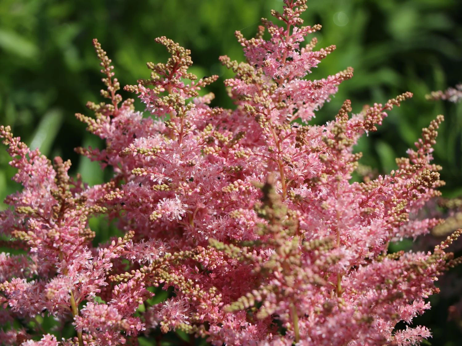 Prachtspiere 'Younique Silver Pink' ® 9 Prachtspiere 'Younique Silver Pink' ® – Bild 7