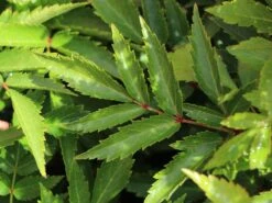 Prachtspiere 'Younique Silver Pink' ® 19 Prachtspiere 'Younique Silver Pink' ® -Angebote Blumen Takt Store prachtspiere younique silvery pink m063625 w 1