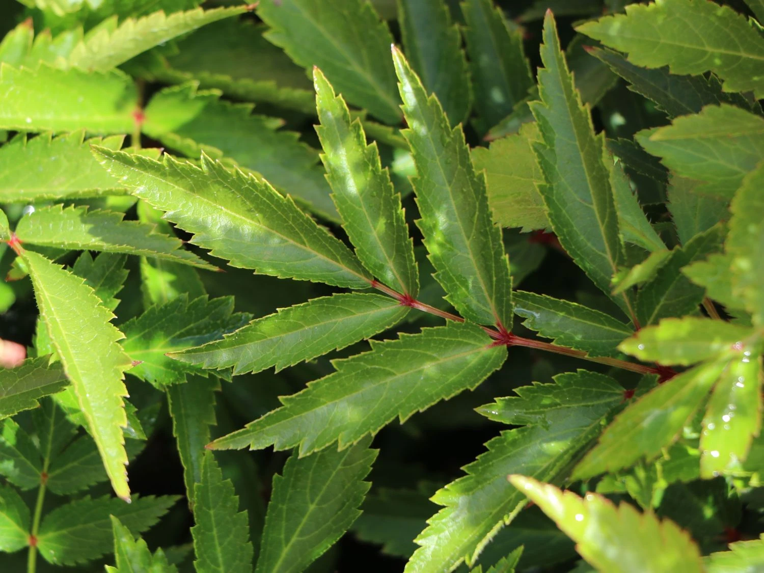 Prachtspiere 'Younique Silver Pink' ® 11 Prachtspiere 'Younique Silver Pink' ® – Bild 9