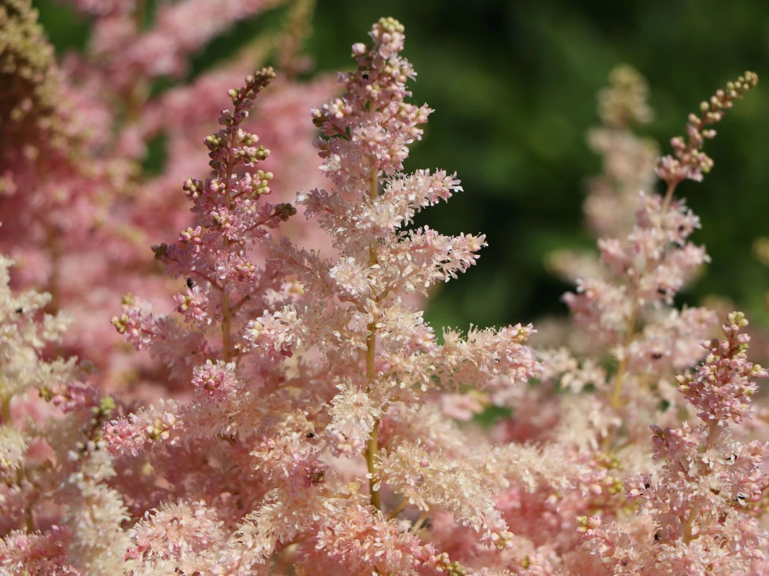 Prachtspiere 'Younique Silver Pink' ® 10 Prachtspiere 'Younique Silver Pink' ® – Bild 8