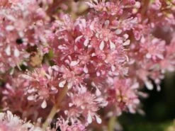 Prachtspiere 'Younique Silver Pink' ® 12 Prachtspiere 'Younique Silver Pink' ® -Angebote Blumen Takt Store prachtspiere younique silvery pink m063625 w 3