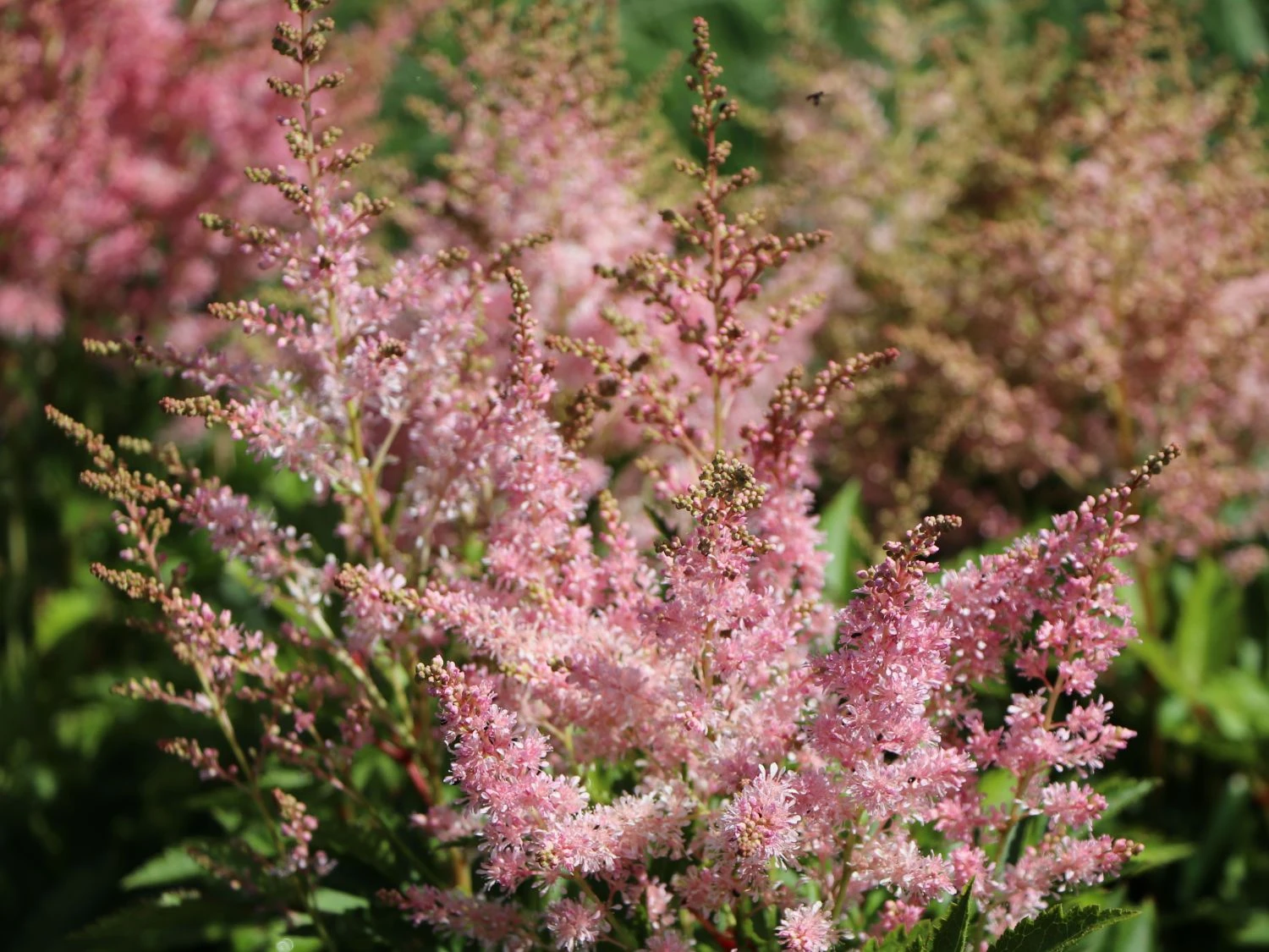 Prachtspiere 'Younique Silver Pink' ® 7 Prachtspiere 'Younique Silver Pink' ® – Bild 5