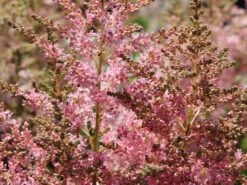 Prachtspiere 'Younique Silver Pink' ® 14 Prachtspiere 'Younique Silver Pink' ® -Angebote Blumen Takt Store prachtspiere younique silvery pink m063625 w 5