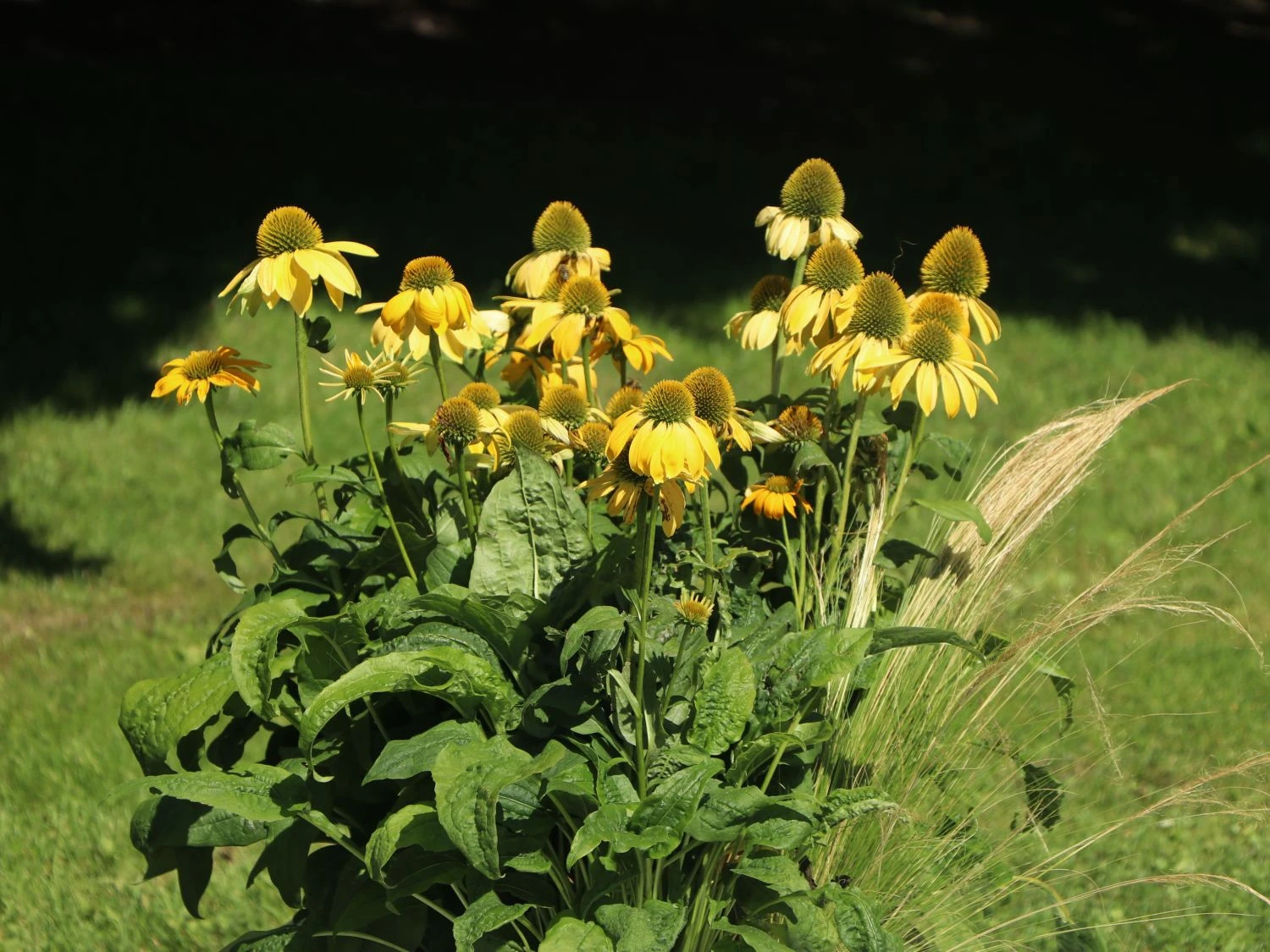 Purpur-Sonnenhut / Roter Scheinsonnenhut 'Harvest Moon' 8 Purpur-Sonnenhut / Roter Scheinsonnenhut 'Harvest Moon' – Bild 6