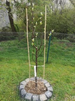 Quitte 'Bereczki-Birnenquitte' 21 Quitte 'Bereczki-Birnenquitte' -Angebote Blumen Takt Store quitte bereczki birnenquitte m106668 1509146 0