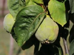 Quitte 'Bereczki-Birnenquitte' 20 Quitte 'Bereczki-Birnenquitte' -Angebote Blumen Takt Store quitte bereczki birnenquitte m106668 w 0