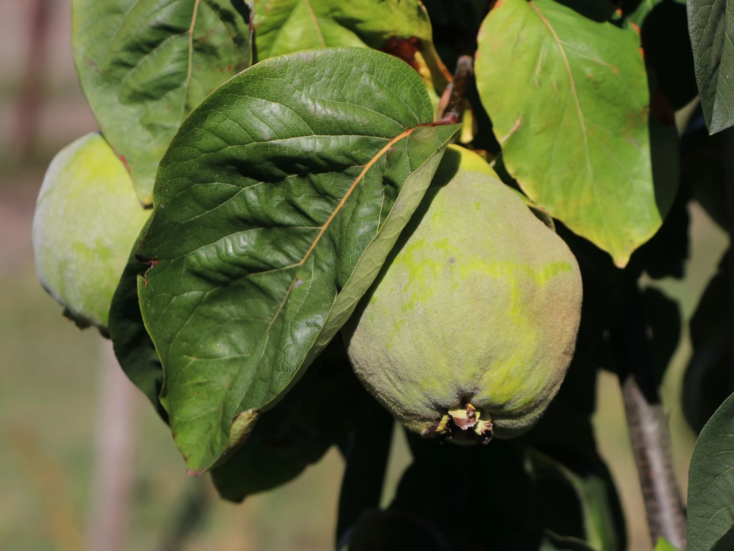 Quitte 'Bereczki-Birnenquitte' 11 Quitte 'Bereczki-Birnenquitte' – Bild 9