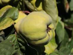 Quitte 'Bereczki-Birnenquitte' 16 Quitte 'Bereczki-Birnenquitte' -Angebote Blumen Takt Store quitte bereczki birnenquitte m106668 w 1