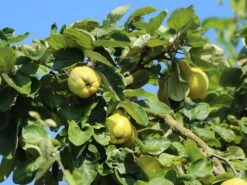 Quitte 'Bereczki-Birnenquitte' 13 Quitte 'Bereczki-Birnenquitte' -Angebote Blumen Takt Store quitte bereczki birnenquitte m106668 w 2