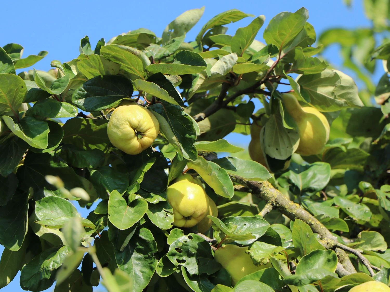 Quitte 'Bereczki-Birnenquitte' 4 Quitte 'Bereczki-Birnenquitte' – Bild 2