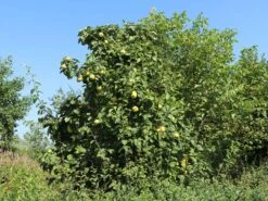 Quitte 'Bereczki-Birnenquitte' 15 Quitte 'Bereczki-Birnenquitte' -Angebote Blumen Takt Store quitte bereczki birnenquitte m106668 w 3