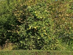 Quitte 'Bereczki-Birnenquitte' 14 Quitte 'Bereczki-Birnenquitte' -Angebote Blumen Takt Store quitte bereczki birnenquitte m106668 w 4