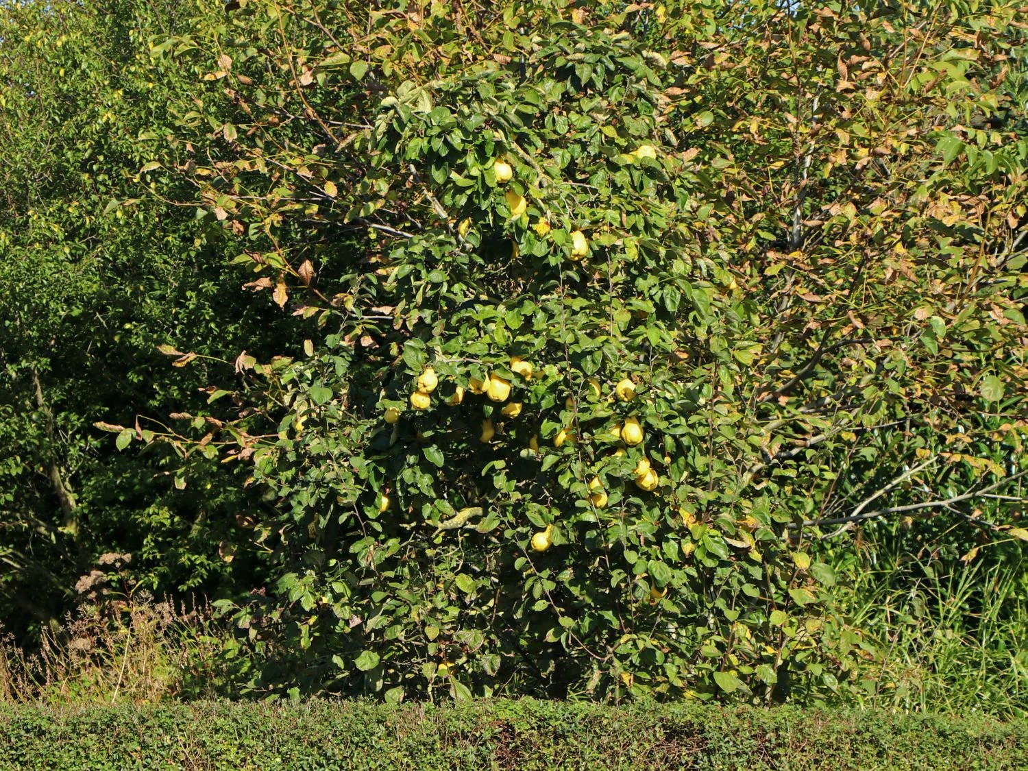 Quitte 'Bereczki-Birnenquitte' 5 Quitte 'Bereczki-Birnenquitte' – Bild 3