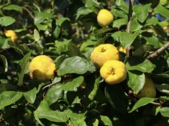 Quitte 'Bereczki-Birnenquitte' 18 Quitte 'Bereczki-Birnenquitte' -Angebote Blumen Takt Store quitte bereczki birnenquitte m106668 w 5