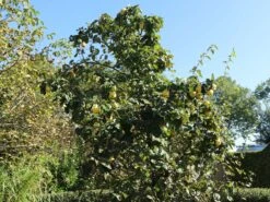 Quitte 'Bereczki-Birnenquitte' 19 Quitte 'Bereczki-Birnenquitte' -Angebote Blumen Takt Store quitte bereczki birnenquitte m106668 w 6