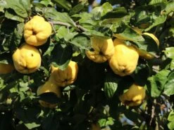 Quitte 'Bereczki-Birnenquitte' 17 Quitte 'Bereczki-Birnenquitte' -Angebote Blumen Takt Store quitte bereczki birnenquitte m106668 w 7