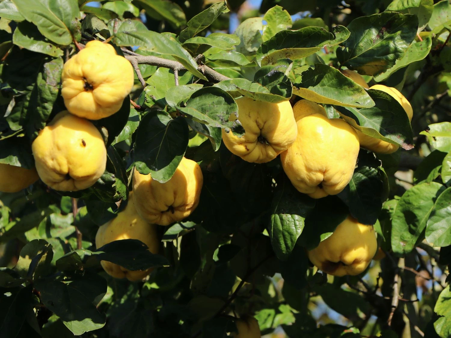 Quitte 'Bereczki-Birnenquitte' 8 Quitte 'Bereczki-Birnenquitte' – Bild 6