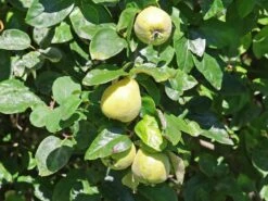 Quitte 'Portugiesische'